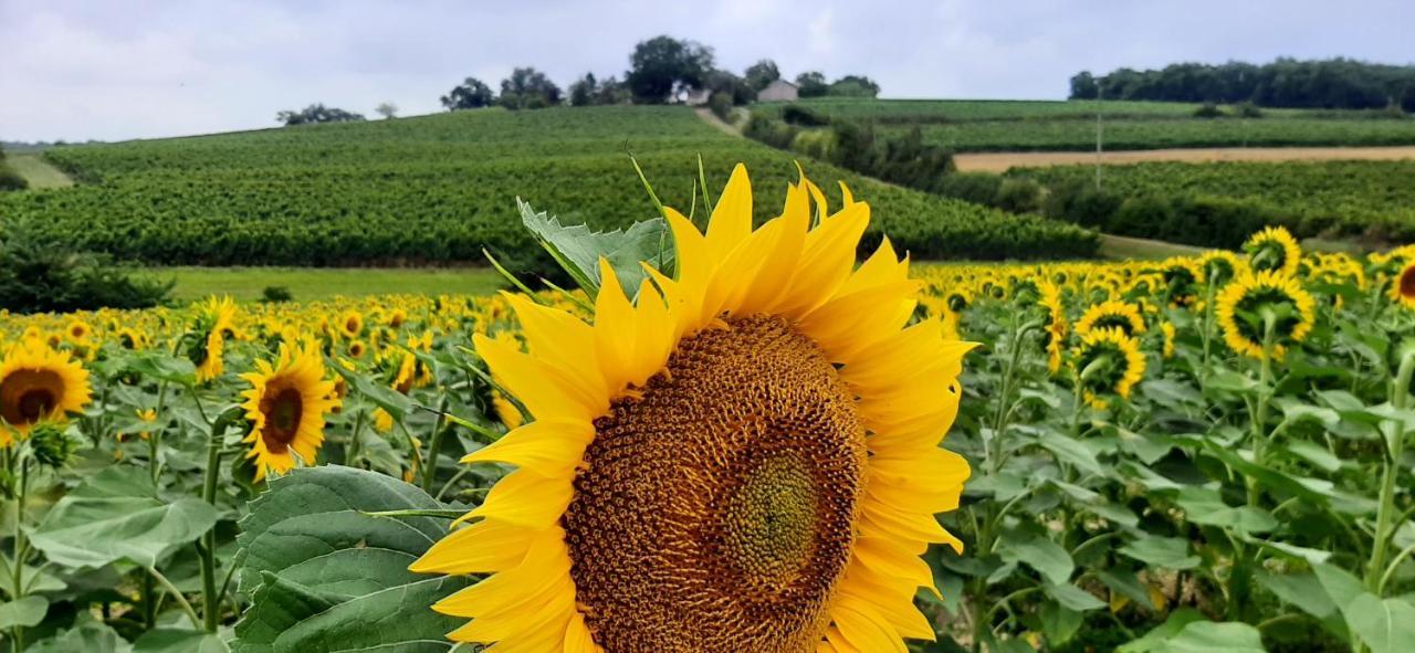 Gite - Le Moussat Lagraulet-du-Gers Exteriör bild